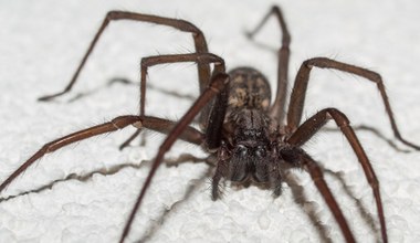 Požiadali ľudí, aby si vybrali rohy. Efekt prekonal všetky očakávania