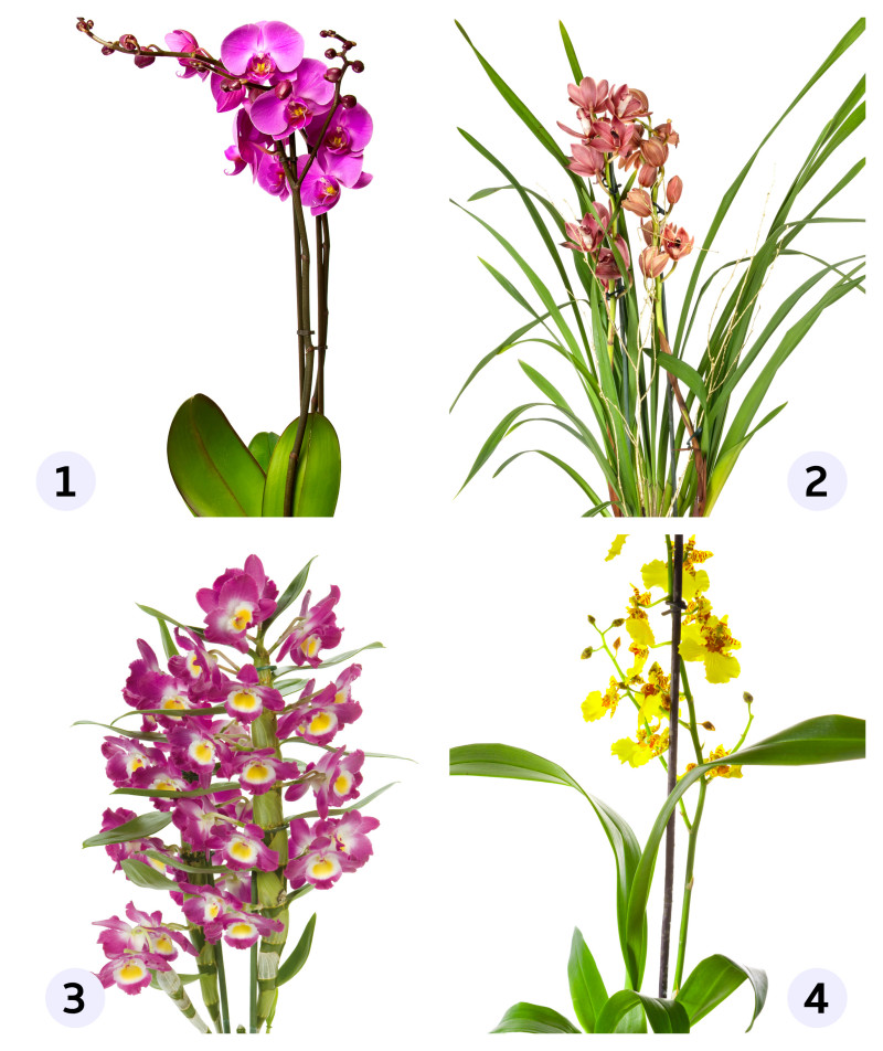 Ako sa starať o orchidey, aby krásne kvitli?