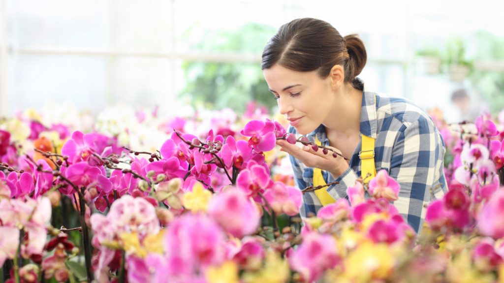 Ako sa starať o orchidey, aby krásne kvitli?