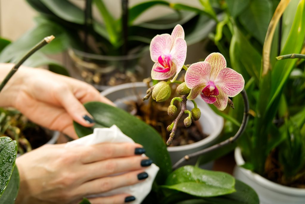 Stačí 1 šálka a vaša orchidea bude nádherne kvitnúť! Pravidlo 4 hodín má význam Aj zakrpatená orchidea sa vzchopí. Starostlivosť o orchideu v zime