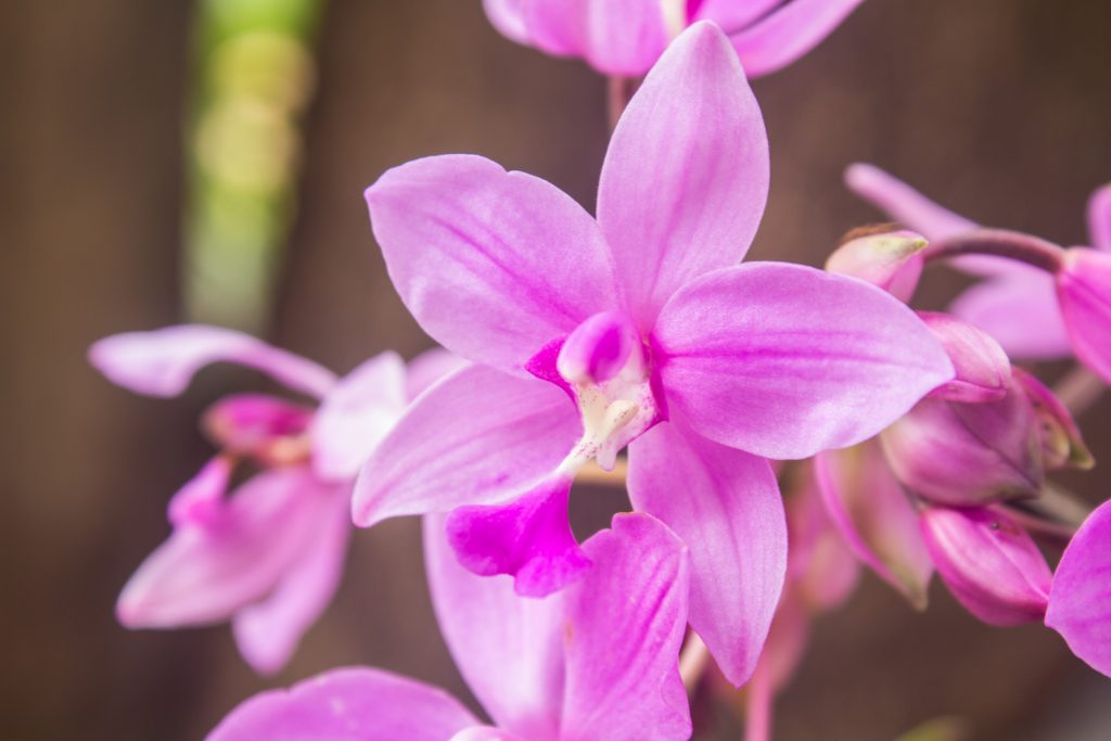 Pridajte pár kvapiek do vody a vaše orchidey budú obrastené kvetmi!