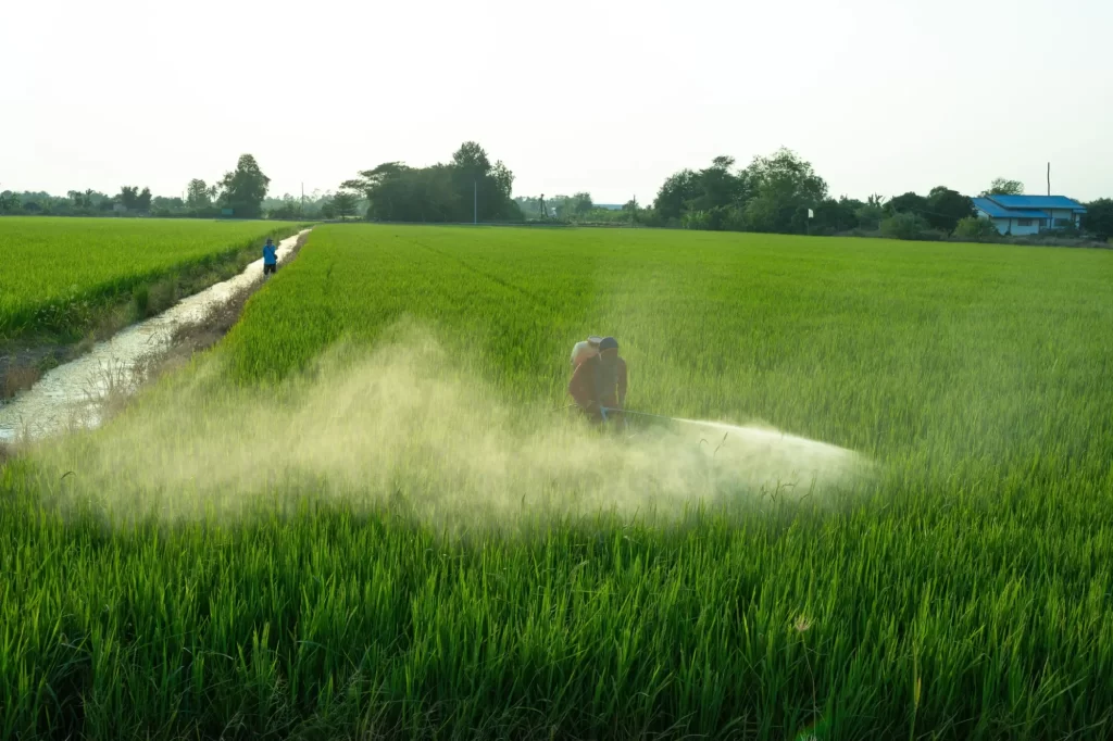 Farmár postrieka ryžové pole chemickým postrekom