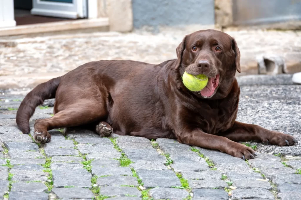 Hravý labradorský pes