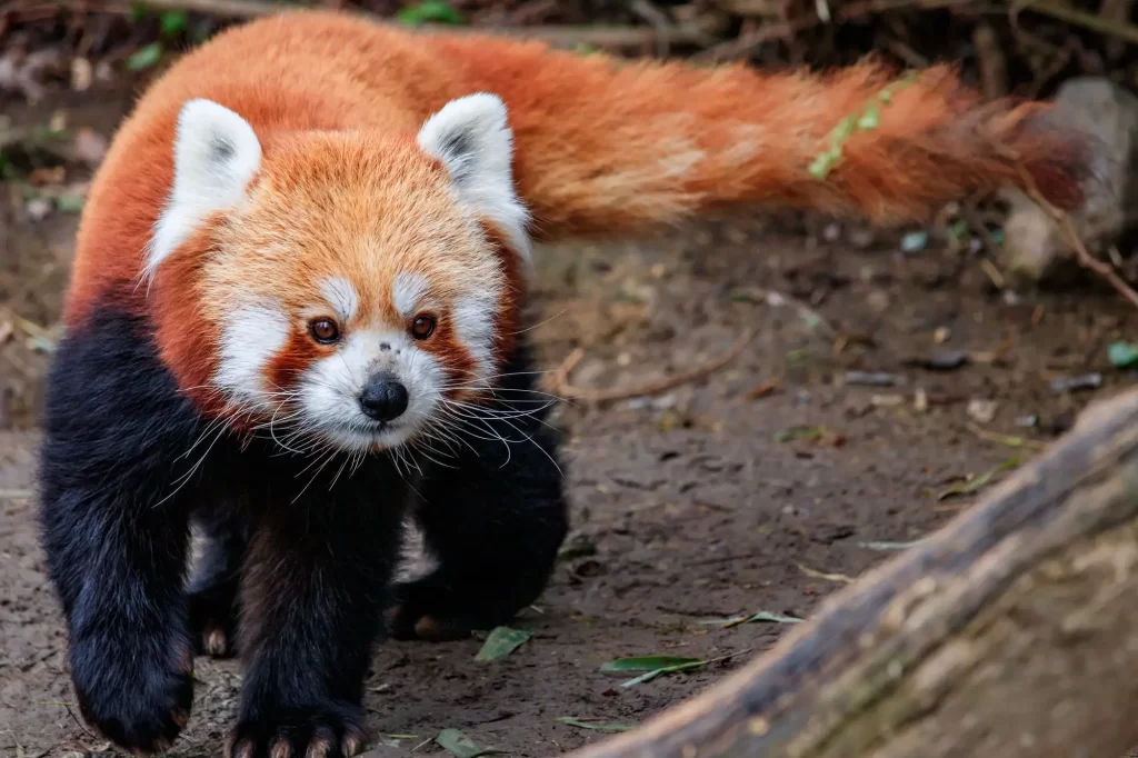 Česká ZOO získala dve pandy. Návštevníci prichádzajú z celej Európy