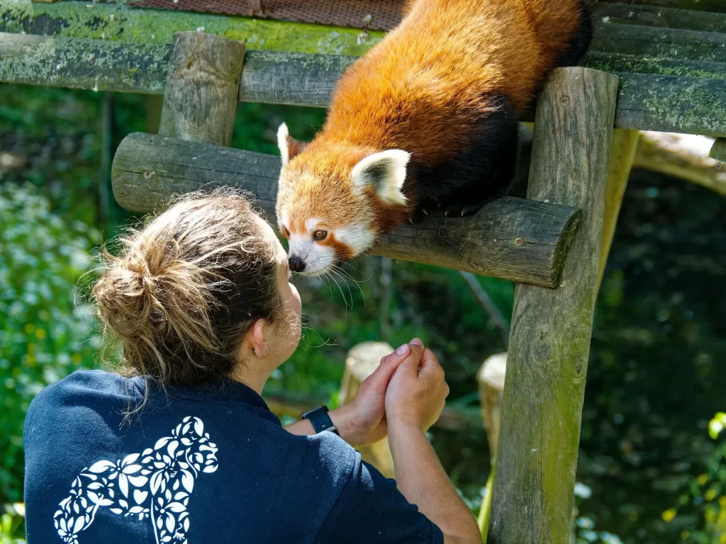 Česká ZOO získala dve pandy. Návštevníci prichádzajú z celej Európy