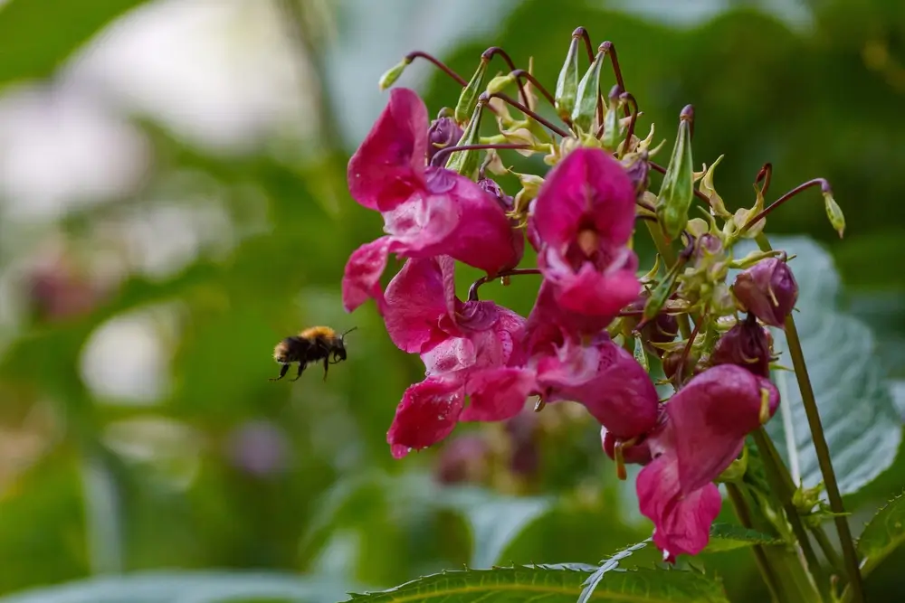 NEPAPARENT (Impatiens Glandulifera)