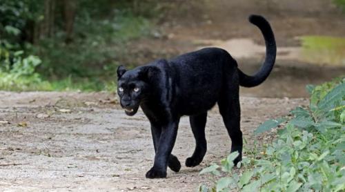 Výstraha v Giurgiu, kde zmiznutý Black Panther by prišiel do Bulharska. Alarmujúci hovor poskytnutý 112 Výstraha v Giurgiu, kde zmiznutý Black Panther by prišiel do Bulharska. Alarmujúci hovor poskytnutý 112